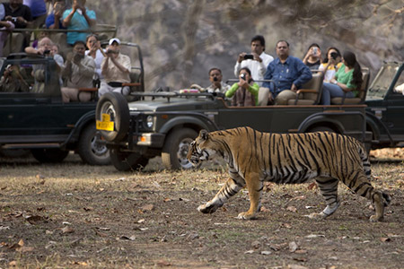 ranthambore